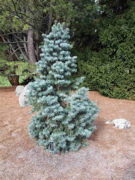 Meet 12 Species Of Fir Trees