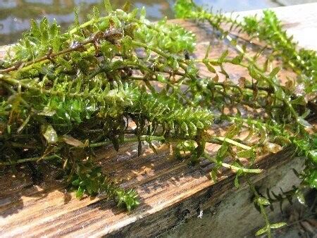 Elodea Canadensis Wasserpest