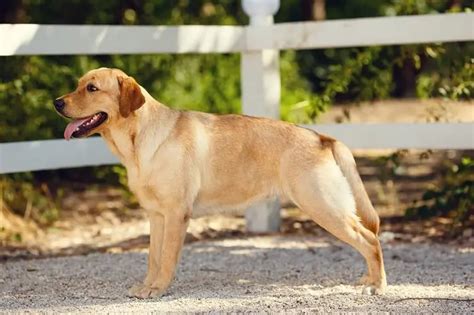 German Shepherd Golden Retriever Mix: The Ultimate Family Dog? | Perfect Dog Breeds