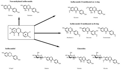 Ijms Free Full Text Evaluation Of Firefly And Renilla Luciferase