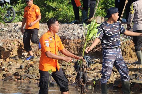 Sambut Hut Basarnas Ke Kansar Natuna Gelar Aksi Tanam Mangrove