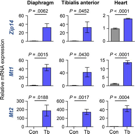 Zip14 Is Upregulated In The Diaphragm Tibialis Anterior And Heart Download Scientific Diagram
