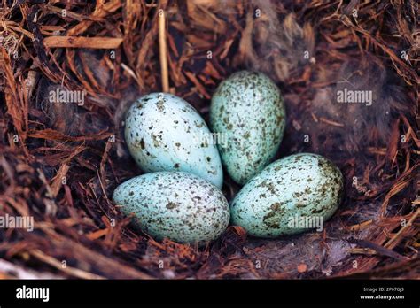 Nidology, study of birds nest. Hooded crow (Corvus cornix) nest. Clutch ...