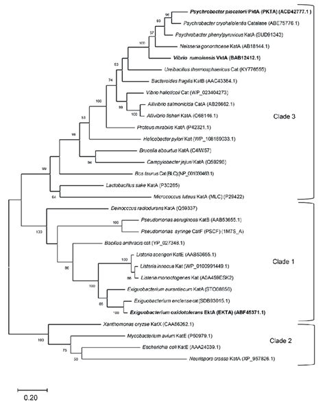 Phylogenetic Position Of Catalases Clades The Phylogenetic Tree