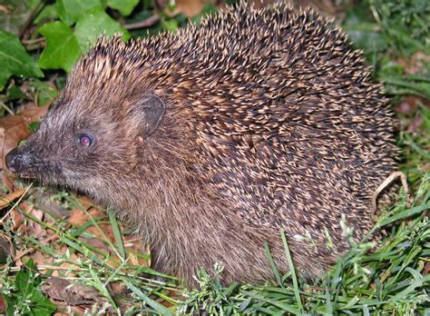 Den Garten zur Arche machen und Lebensräume für Igel Zaunkönig