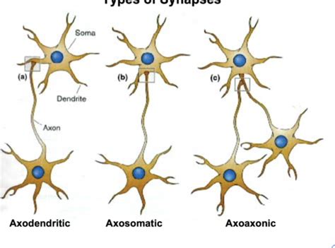 Synapses And Synaptic Transmission Flashcards Quizlet