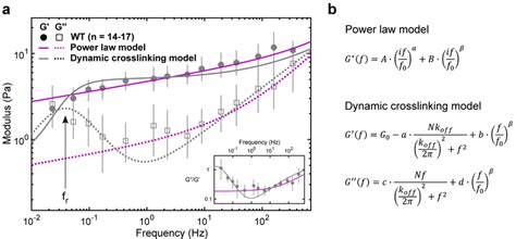 | The viscoelastic properties of the cytoplasm show relaxation dynamics ... 