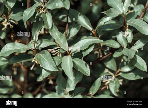 Elaeagnus Ebbingei Limelight Croissance