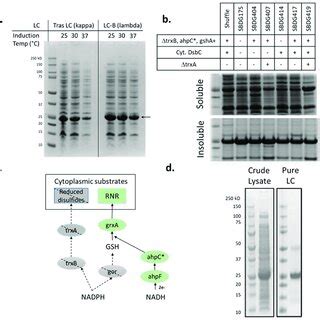 A Coomassiestained SDS PAGE Gel Showing Soluble Expression Of Two LC