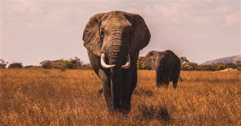 Elefante Mata A Cazador Furtivo Y Leones Se Comen Sus Restos