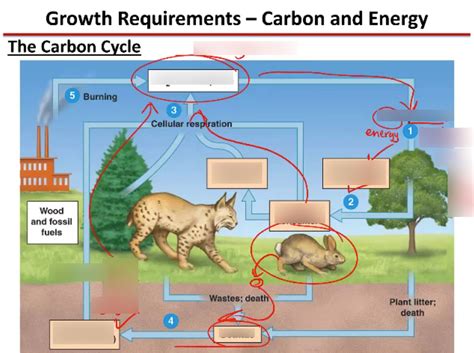 Carbon Cycle Exam Diagram Quizlet