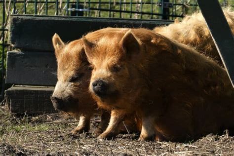 Kunekune Pigs: Are They Right For Your Homestead?