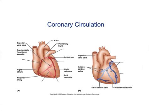 Coronary Circulation Diagram | Quizlet