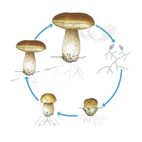 Diagram Death Cap Mushroom Life Cycle Diagram Mydiagramonline