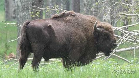 Зубр (Bison bonasus): интересные факты, ареал обитания и особенности ...