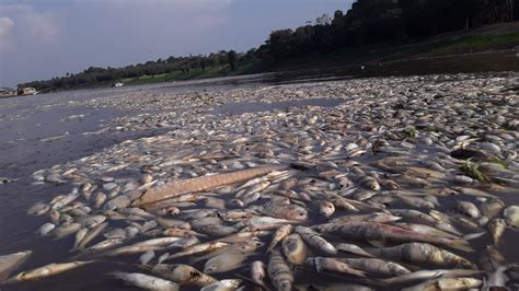 Mais de 100 botos já foram encontrados mortos em meio à seca na