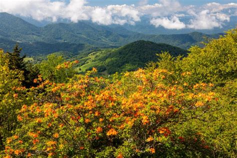 Appalachian Trail Roan Mountain Rhododendron Bloom Stock Photo Image