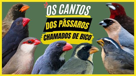 TOP 8 Cantos Dos Pássaros CHAMADOS De BICO No BRASIL Aves BONITAS