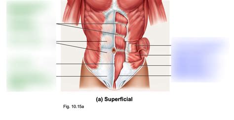 abdominal muscles Diagram | Quizlet