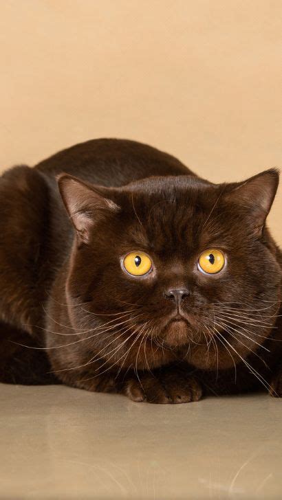 Chocolate British Shorthair Cat: Spectacular Breed Insights And ...