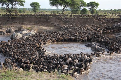 Fascinating Facts About The Great Wildebeest Migration Africa