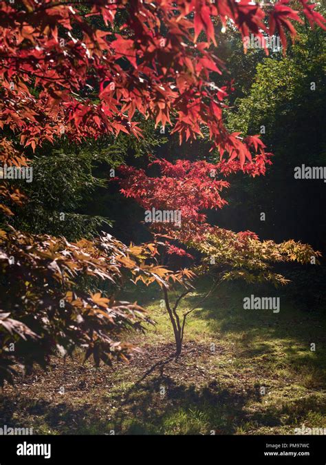 Japanischer Ahorn Acer Palmatum Im Herbst Stockfotos Und Bilder Kaufen