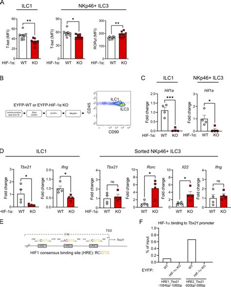 HIF 1α promotes the expression of Tbx21 in NKp46 cells A Left