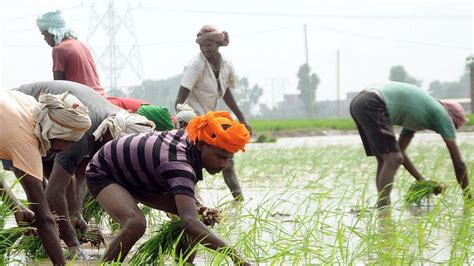 After Haryana Now Punjab Records Rain Damage To Paddy Farmers To