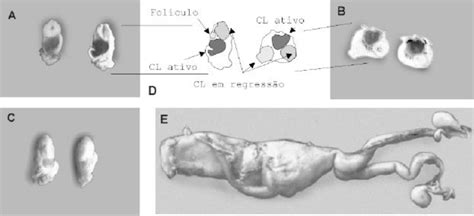 Aspecto Macroscópico Dos Ovários E Do Aparelho Reprodutor De Tayassu Download Scientific