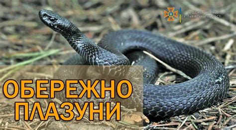 Через укус змії дві жительки області потрапили в лікарню: як уберегти ...