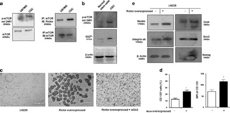 Mtorc2 Regulates Stemness Of Gbm Stem Like Cells A Representative Download Scientific