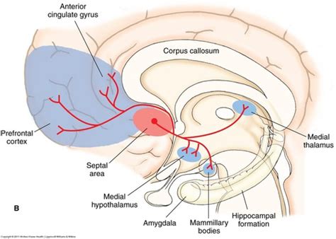 Medial Forebrain Bundle