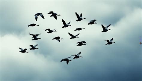 Understanding Goose Behavior & Habitat Essentials