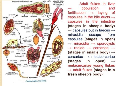 Life Cycle Of Fasciola Hepatica Trematods Ppt