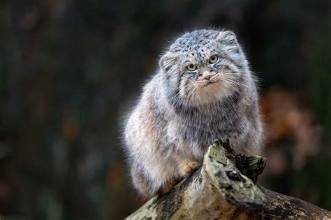 Mystery Scat Helps Find A Grumpy Cat On The Highest Mountain On Earth