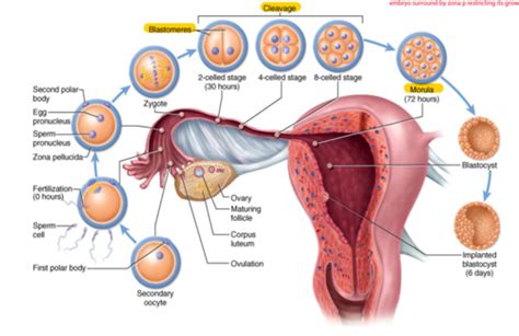 Lecture Embryology Flashcards Quizlet