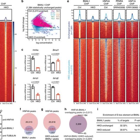 Hnf A Knockout Alters The Genome Wide Epigenetic Landscape A B Heatmap