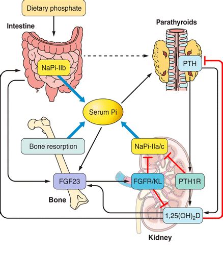 Phosphate As A Signaling Molecule And Its Sensing Mechanism