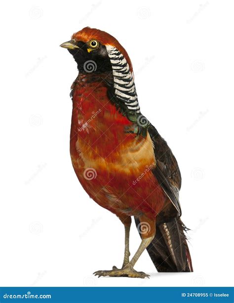 Male Golden Pheasant or Chinese Pheasant Stock Image - Image of wild ...