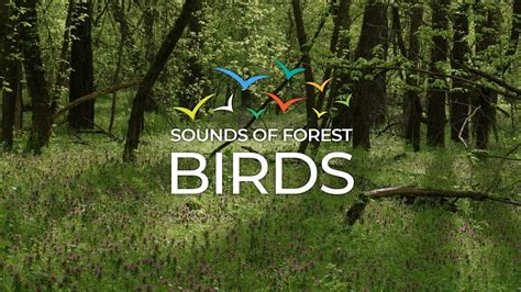 Relaxing Birdsong In The Morning Green Forest For Stress Relief Youtube