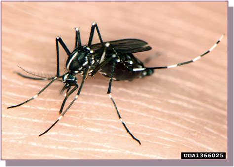 Aedes Aegypti And Aedes Albopictus Mosquitoes