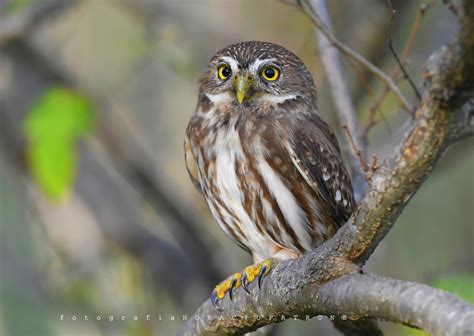 Cabure Glaucidium Brasilianum Ferruginous Pygmy Flickr