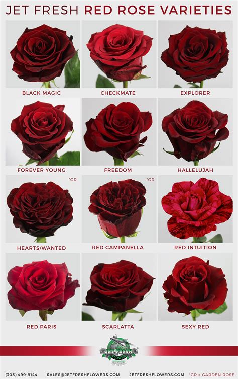 Dark Red Rose Meaning