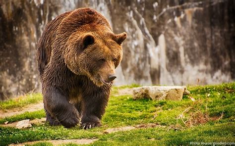 Interesting Facts About Brown Bears All The Gage Faces