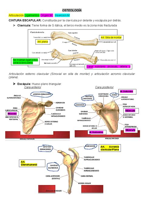 Miembro superior OSTEOLOGÍA Articulación Ligamentos Origen M