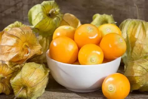 Mengandung Vitamin C Berikut Manfaat Daun Ciplukan Untuk Asam Lambung