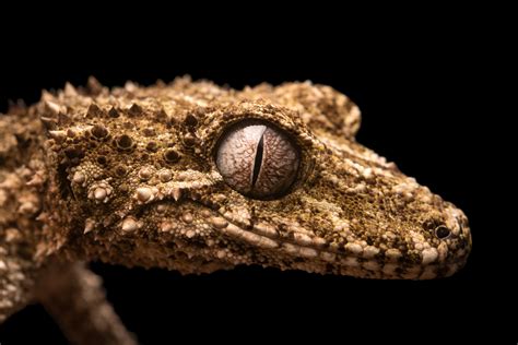 Ani081 00189 Joel Sartore