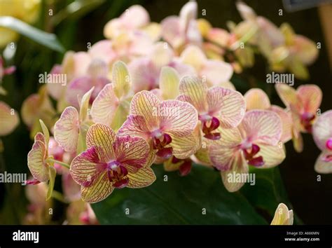 Baldans Kaleidoscope Phalaenopsis Orchid Stock Photo Alamy