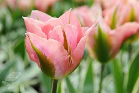 Buy Viridiflora Tulip Bulbs Tulipa China Town Delivery By Waitrose