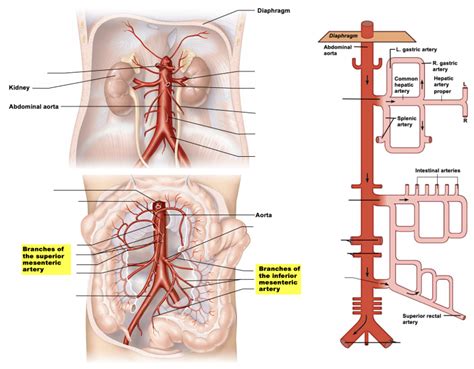 A P Arteries Of The Abdomen Diagram Quizlet